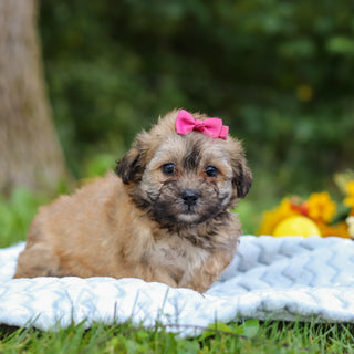Callie - Available 10/15