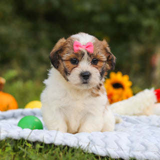 Clara - Available 10/15