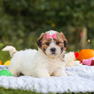 Clara - Available 10/15