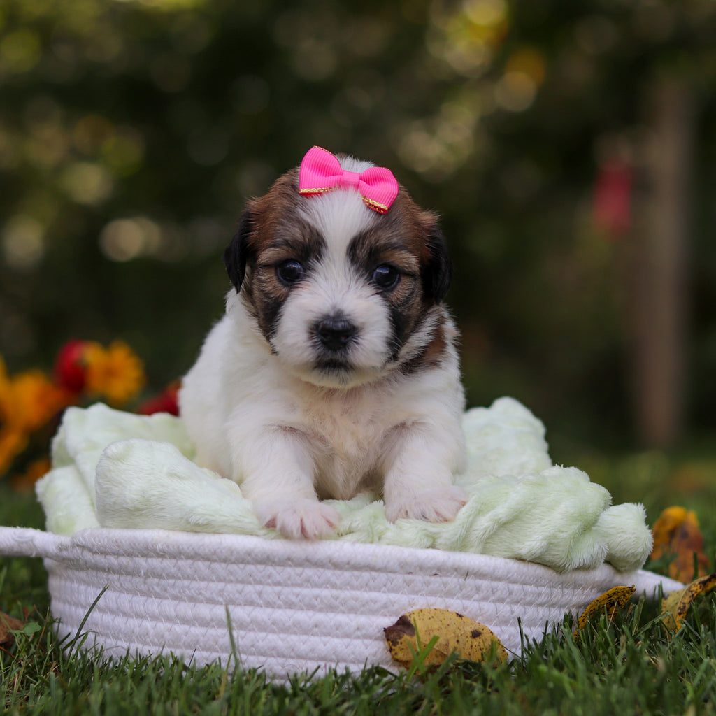 Clara - Available 10/15