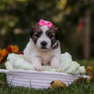 Clara - Available 10/15