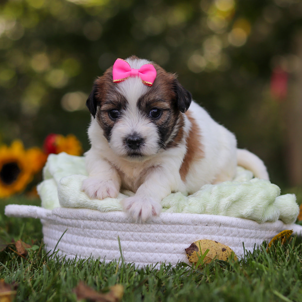 Clara - Available 10/15