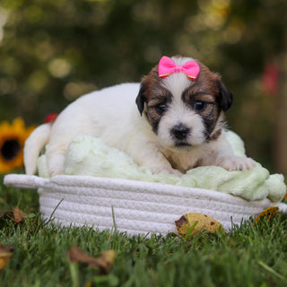 Clara - Available 10/15