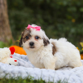 Claudia - Available 10/15