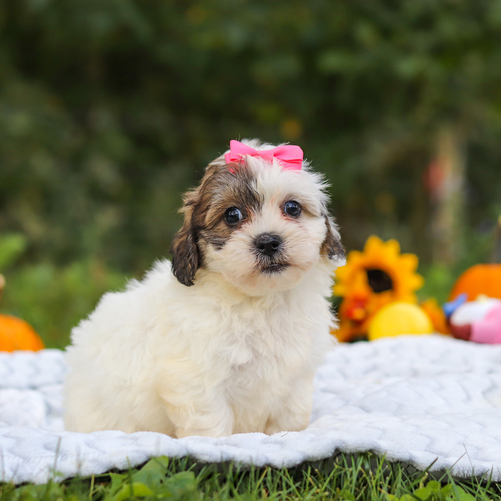 Claudia - Available 10/15