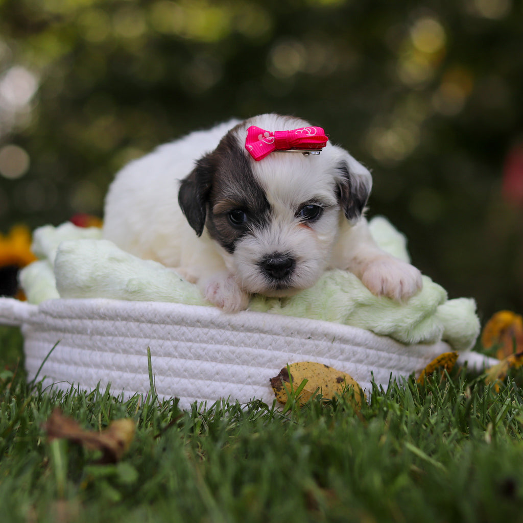 Claudia - Available 10/15