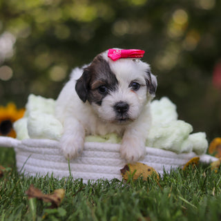 Claudia - Available 10/15