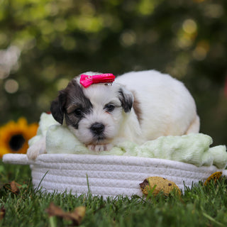 Claudia - Available 10/15