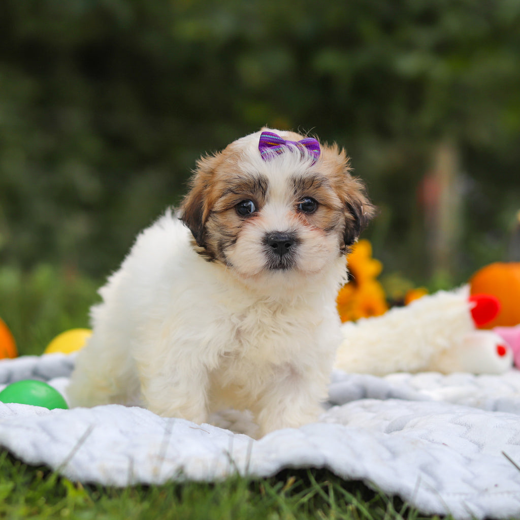 Clementine - Available 10/15