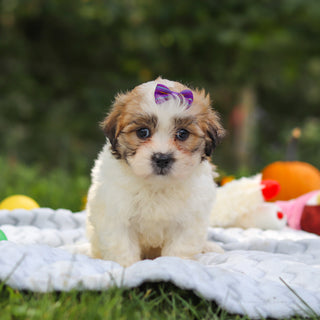 Clementine - Available 10/15