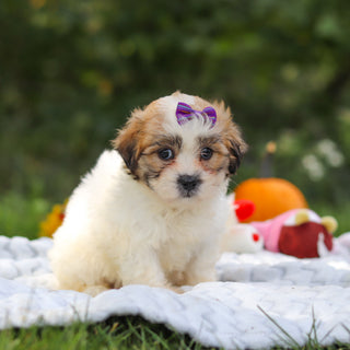 Clementine - Available 10/15