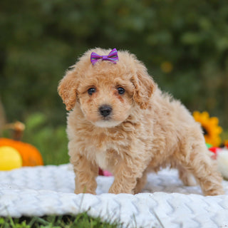 Hermione - Available 10/15