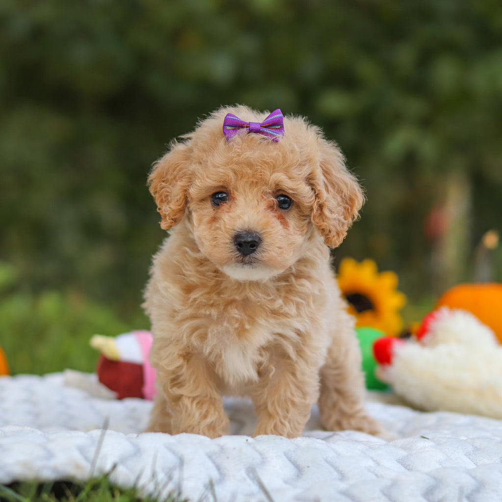 Hermione - Available 10/15