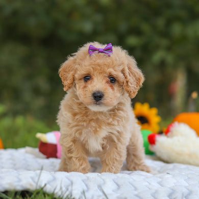 Hermione - Available 10/15