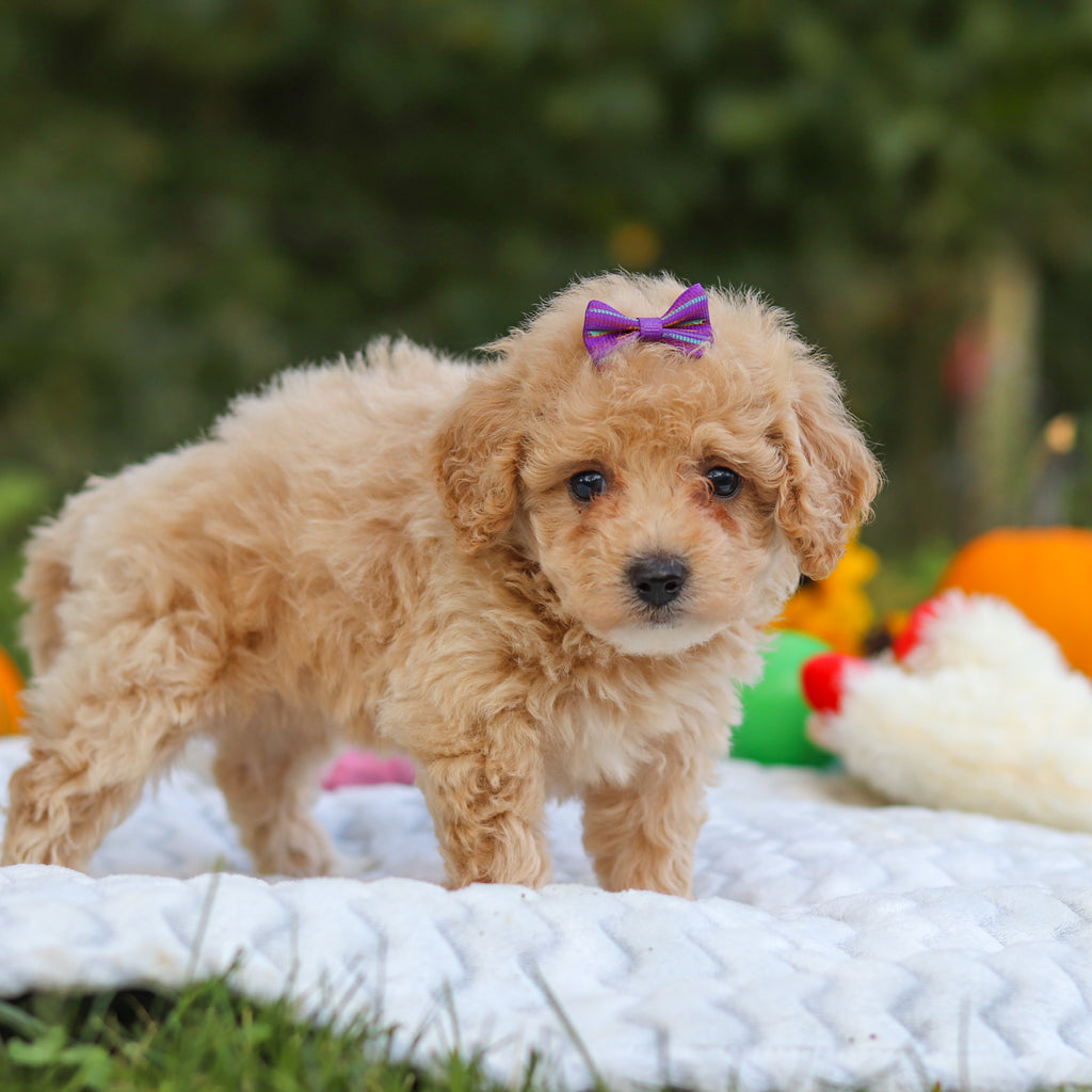 Hermione - Available 10/15