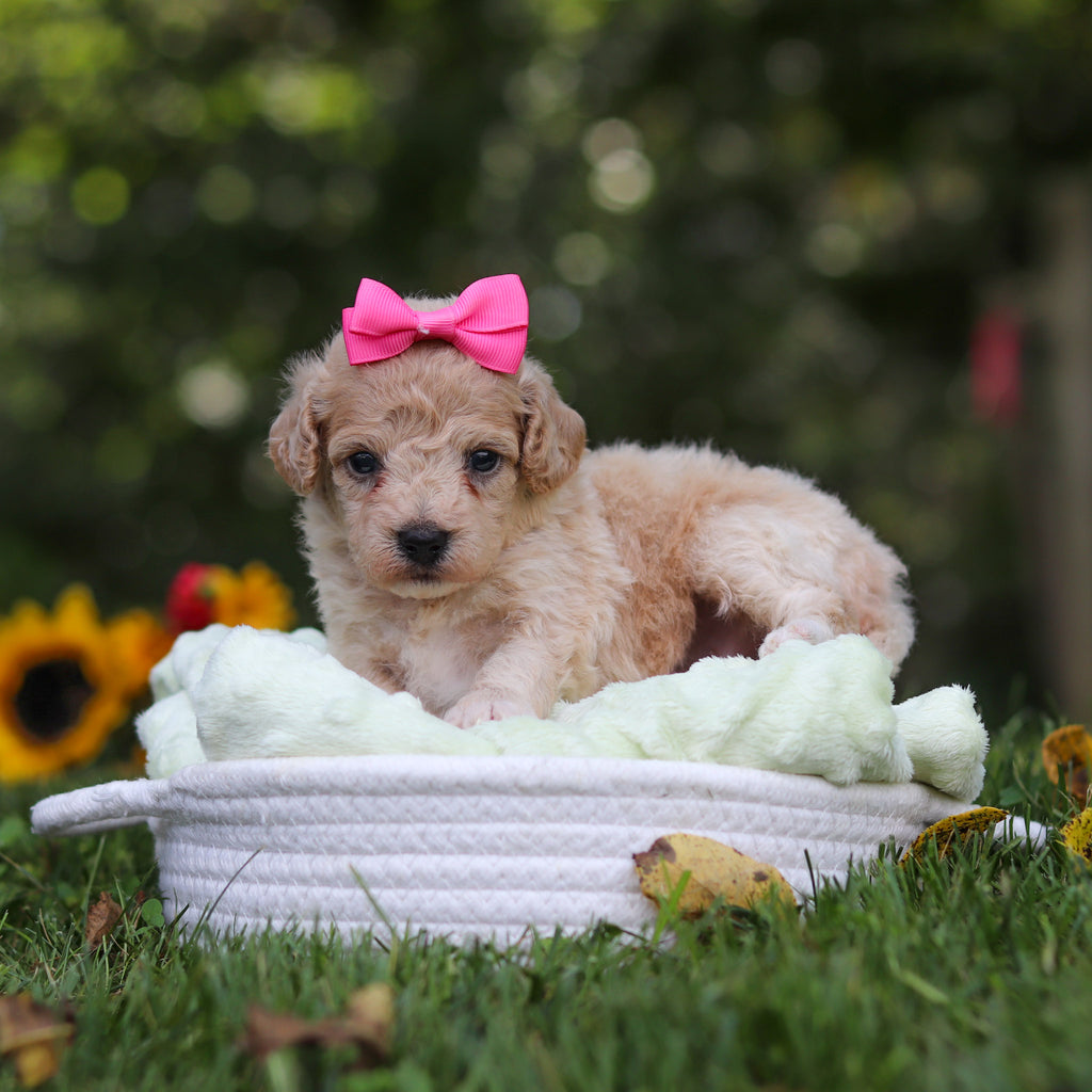 Hermione - Available 10/15