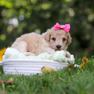 Hermione - Available 10/15
