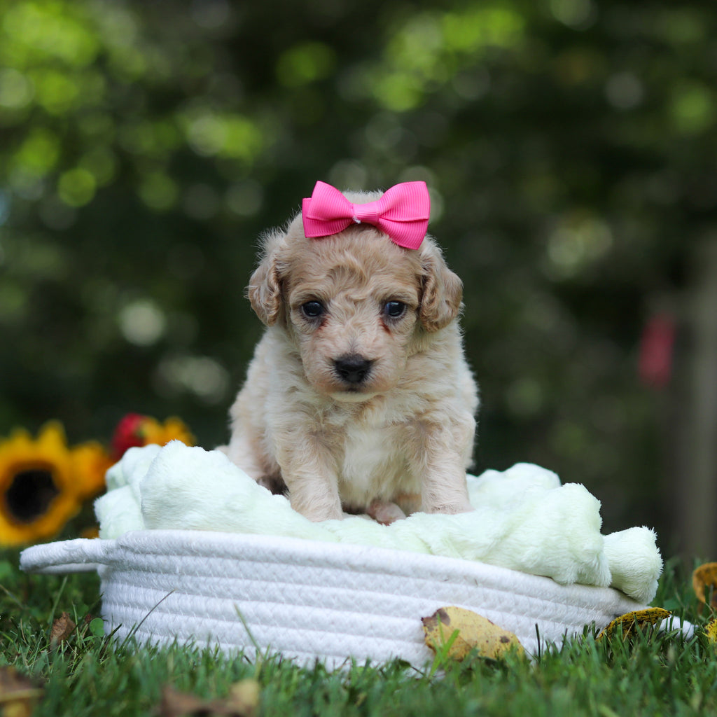 Hermione - Available 10/15