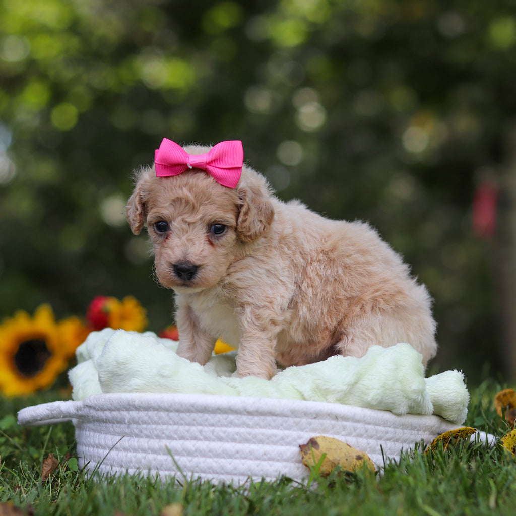 Hermione - Available 10/15