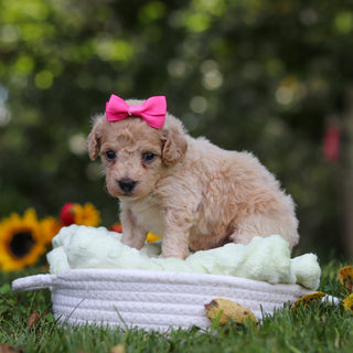 Hermione - Available 10/15