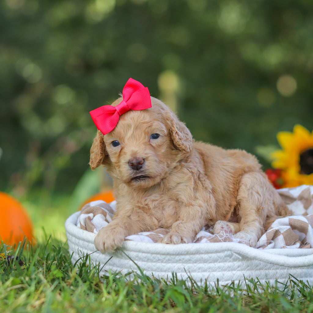 Farrah - Available 10/22