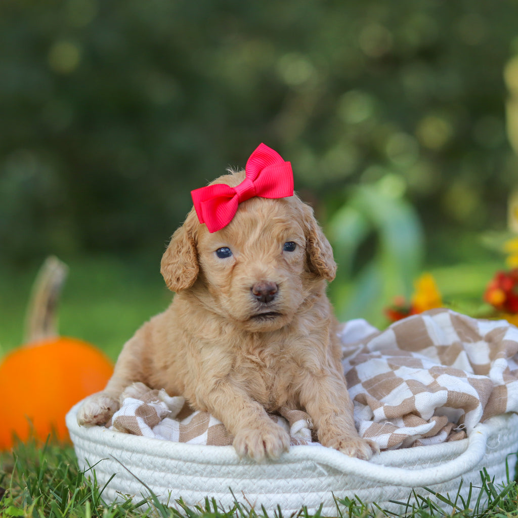 Farrah - Available 10/22