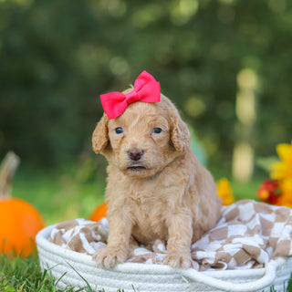 Farrah - Available 10/22