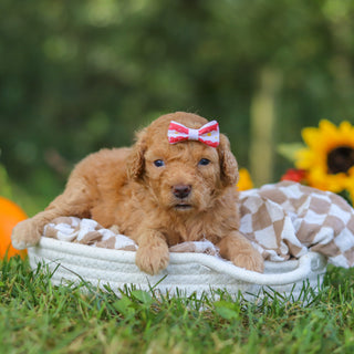Fern - Available 10/22