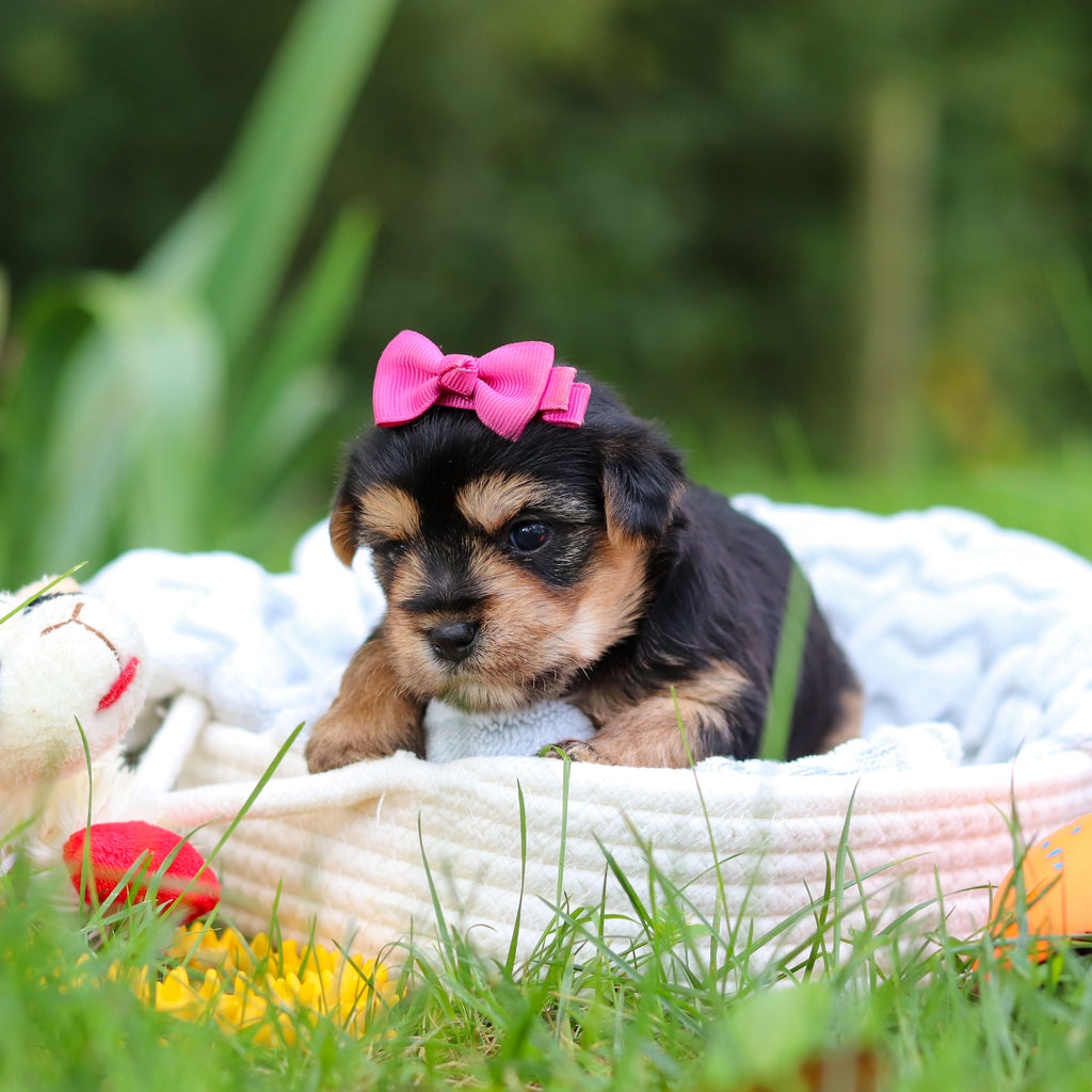 Bambi - Available 10/8