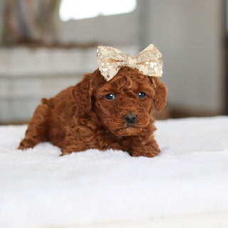 December - Available 2/26