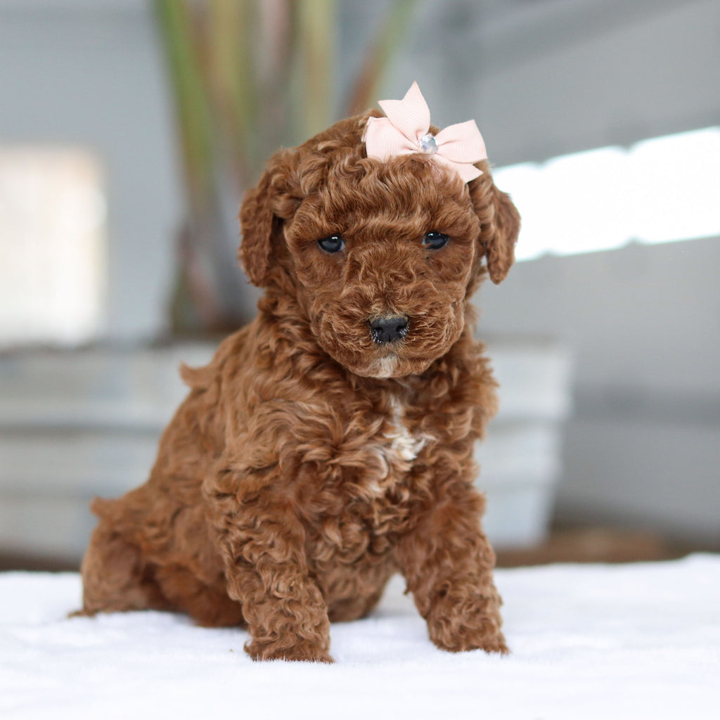 Carolina - Available 2/26