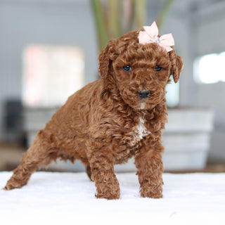 Carolina - Available 2/26