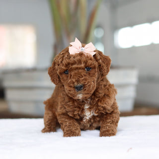 Carolina - Available 2/26