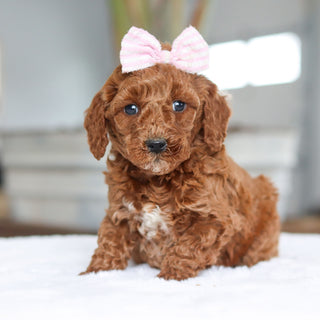 Charlotte - Available 2/26