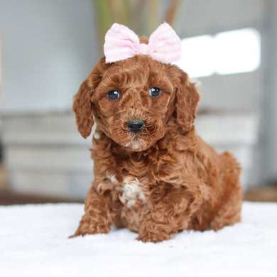 Charlotte - Available 2/26