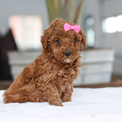 Honey - Available 2/26