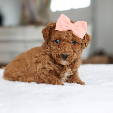 Bee - Available 2/26