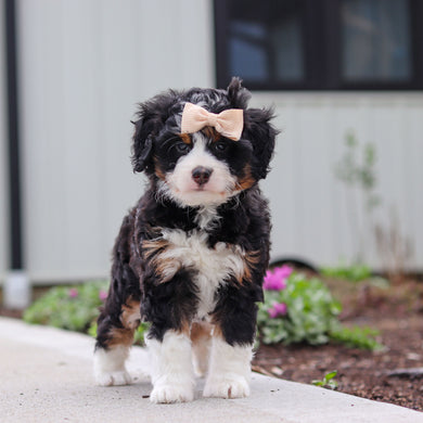 Wendy - Available 4/30