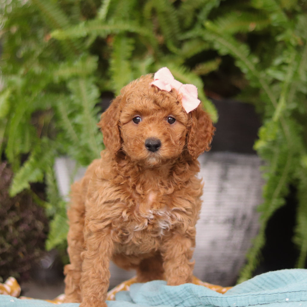 Evie - Available Now