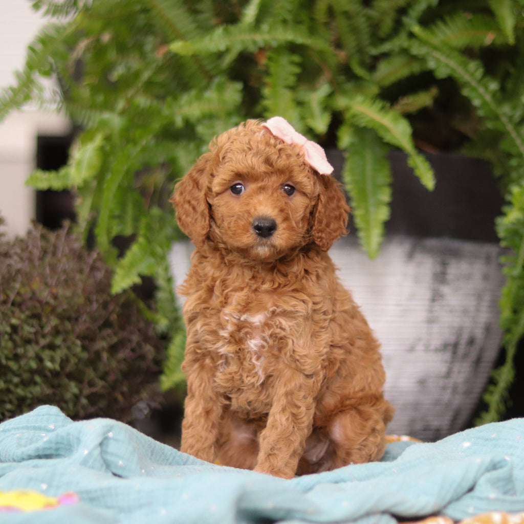 Evie - Available Now