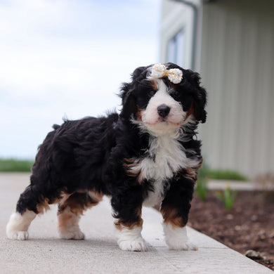 Wynn - Available 4/30