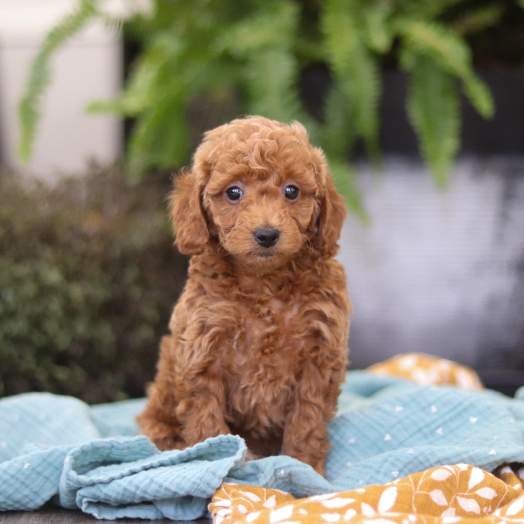 Elaine - Available Now