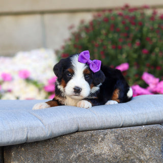 Cookie - Available 11/12