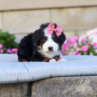 Carly - Available 11/12