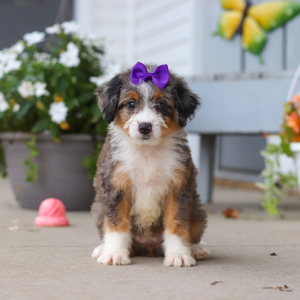 Lexi - Available 8/27