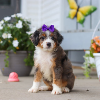 Lexi - Available 8/27