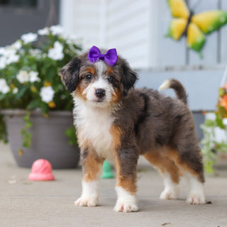 Lexi - Available 8/27