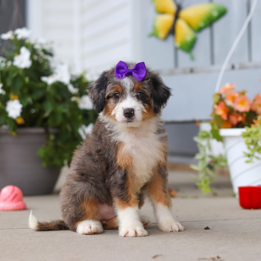 Lexi - Available 8/27