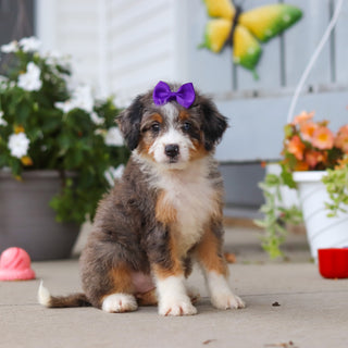 Lexi - Available 8/27