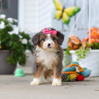 Lassie - Available 8/27